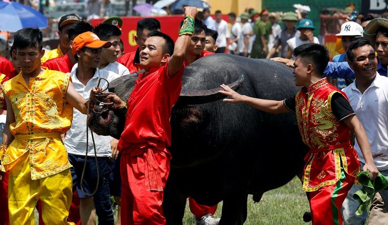 الجاموس يتصارع في أزواج