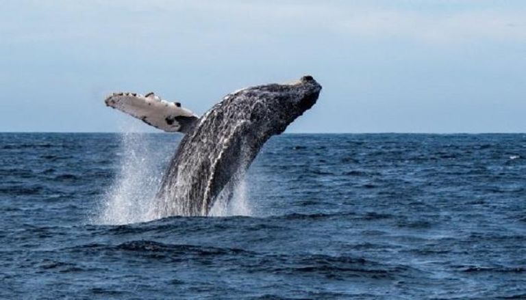 موجة حر بحرية تهدد حياة الحيتان في أمريكا