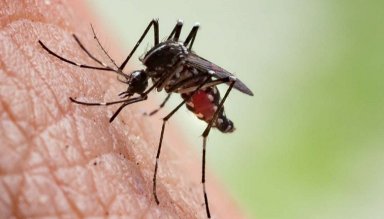 مرض الملاريا ينتقل عن طريق البعوض