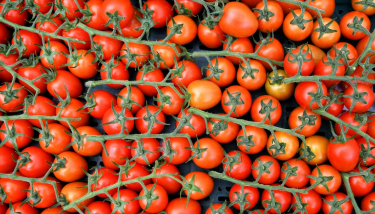 مزرعة "توزيني" تنتج 72 طن طماطم شهريا