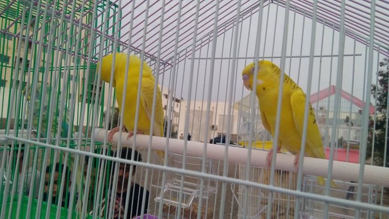 المعرض تنظمه جماعة