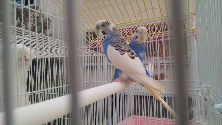 المعرض تنظمه جماعة