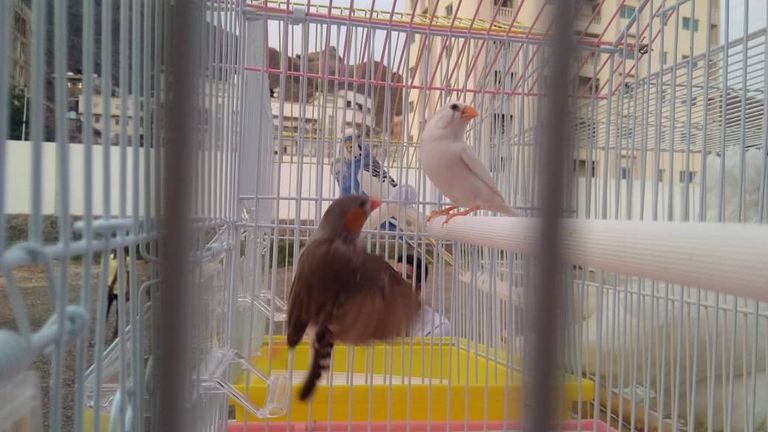 المعرض تنظمه جماعة