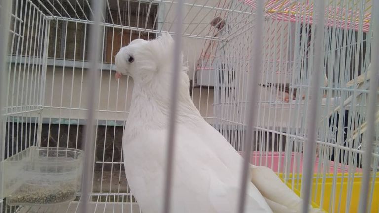 المعرض تنظمه جماعة