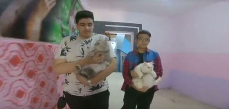  تقدم 50 من أصحاب القطط للاشتراك في المسابقة 