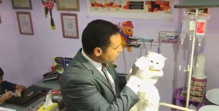  تقدم 50 من أصحاب القطط للاشتراك في المسابقة 