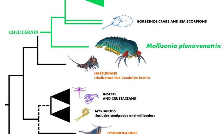تشريح يوضح شكل موليزانيا بلينوفيناتريكس   