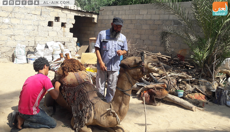 محمد أبو زريقة ورث حب تربية الإبل من والده