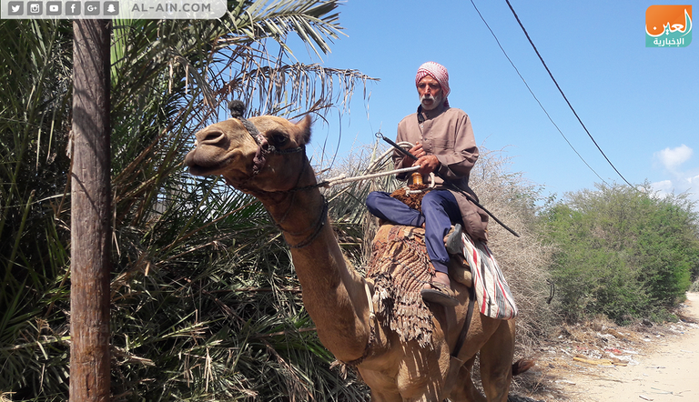 محمد أبو زريقة ورث حب تربية الإبل من والده