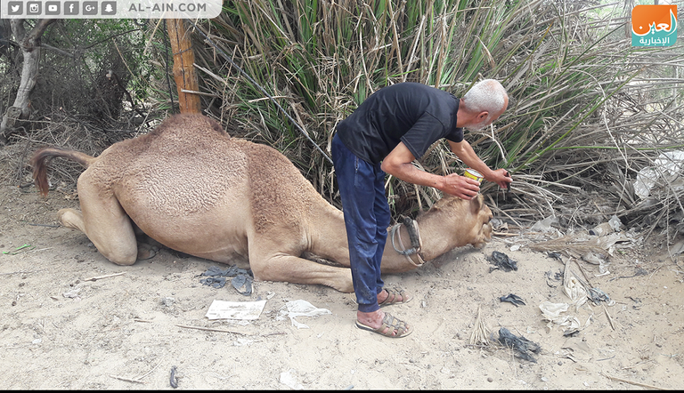 محمد أبو زريقة ورث حب تربية الإبل من والده