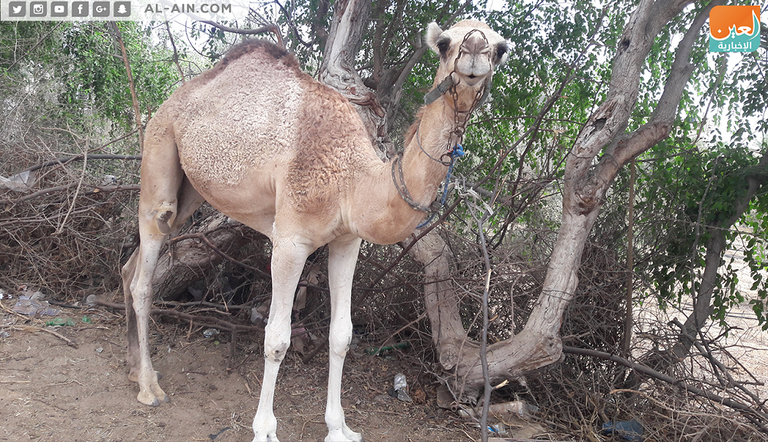 محمد أبو زريقة ورث حب تربية الإبل من والده