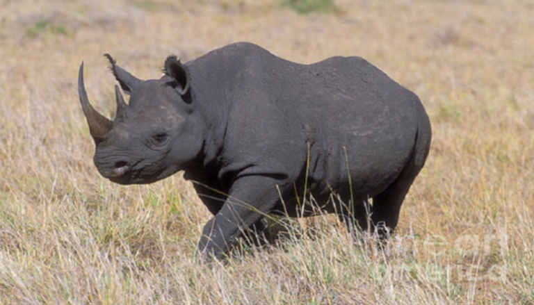  وحيد القرن الأسود النادر 