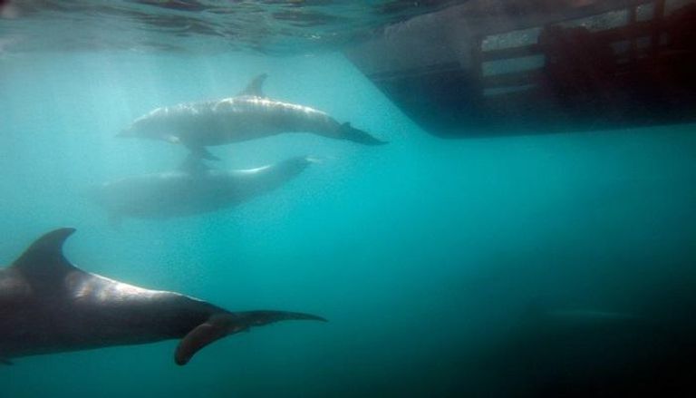 الدلافين من بين الحيوانات التي جرى تدريبها في مهمات تجسس
