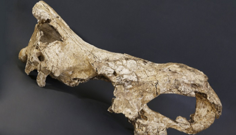 حفرية جمجمة وحيد القرن المنقرض "ستيفانورهينوس"