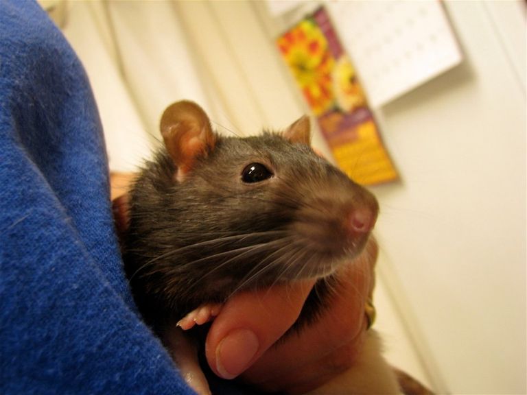 تناول الدجاج المقلي بالشوكة ممنوع في ولاية جورجيا