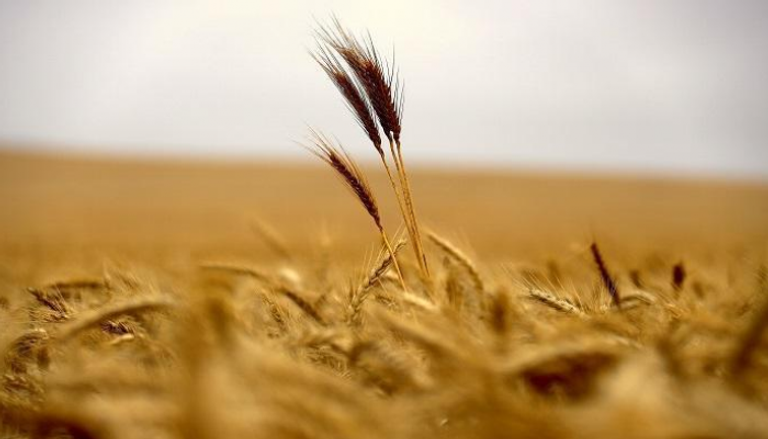 روسيا تسعى لبيع القمح للسعودية