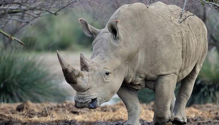 جنوب أفريقيا تضاعف جهودها لمكافحة صيد وحيد القرن