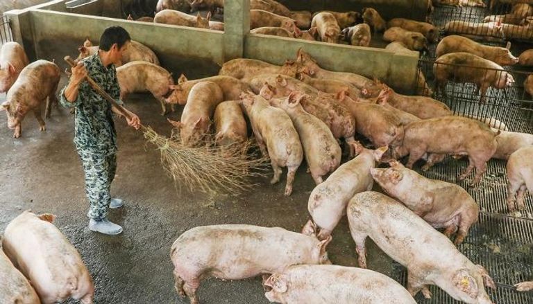 كوريا الجنوبية تؤكد رابع إصابة بحمى الخنازير