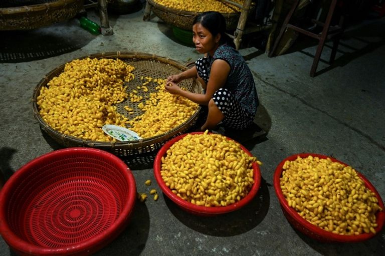 خيوط الحرير تجفف في باحة منزل في بلدة كو تشات بفيتنام 