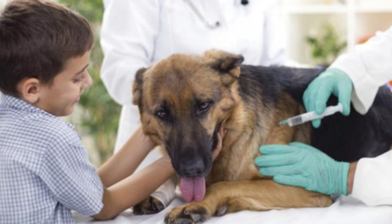 داء الكلب واحد من أقدم الأمراض المعروفة للإنسان وأكثرها إثارة للفزع