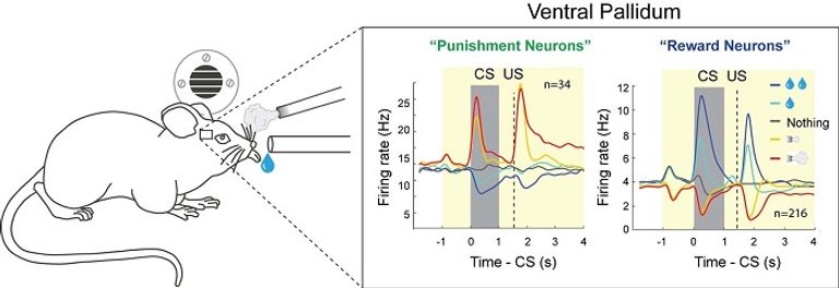 الدراسة على الفئران هدفت لمعرفة ما يحدث من اضطرابات عند البشر في منطقة الشاحبة البطنية بالمخ 