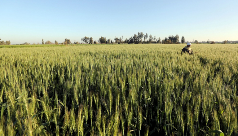 المساحة المزروعة بالقمح في مصر تتخطى 3 ملايين فدان خلال 3 أيام