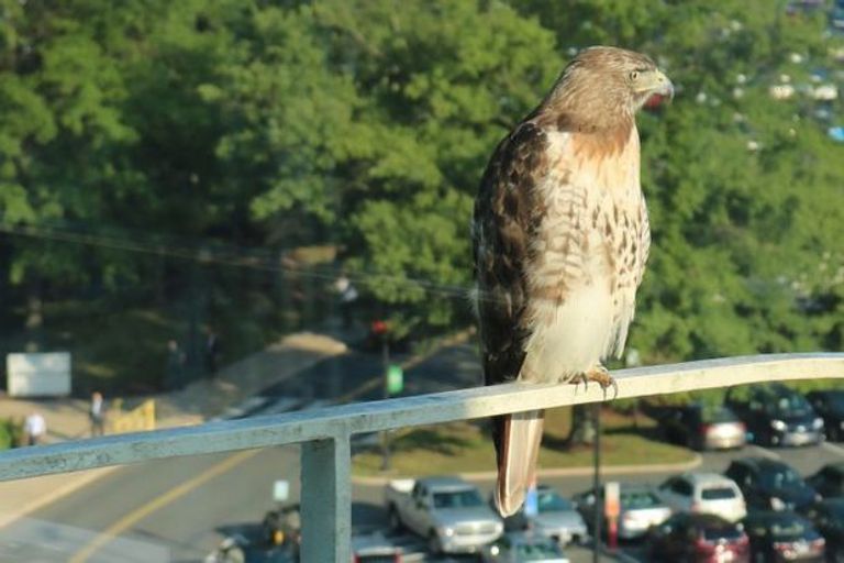 الصقر هدسون يقف على درج مقابل لموظفي المقر
