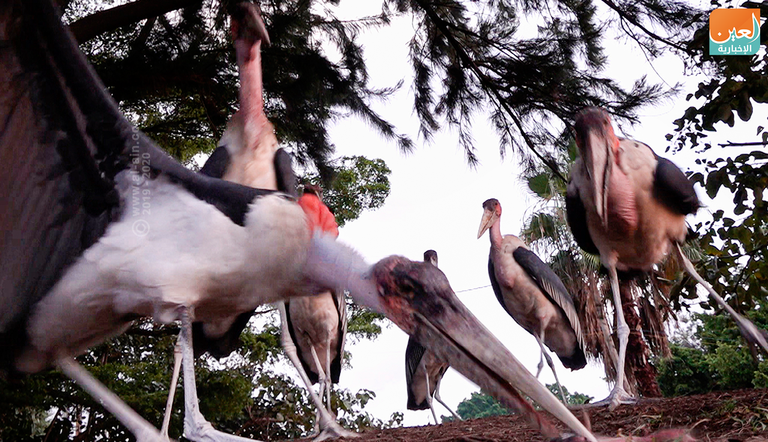 طائر أبو سعن الأفريقي.. بهجة بحيرة 
