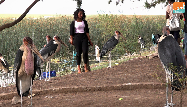 طائر أبو سعن الأفريقي.. بهجة بحيرة 