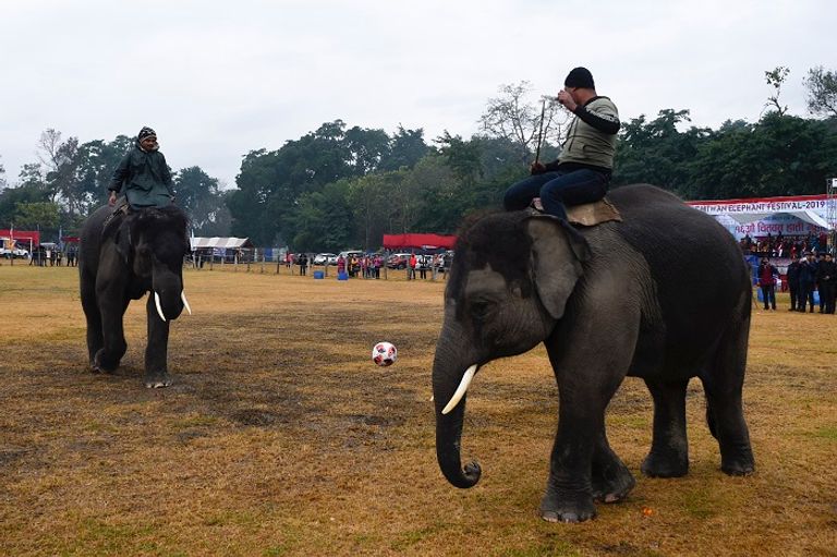 المهرجان يستقطب مئات المتفرجين