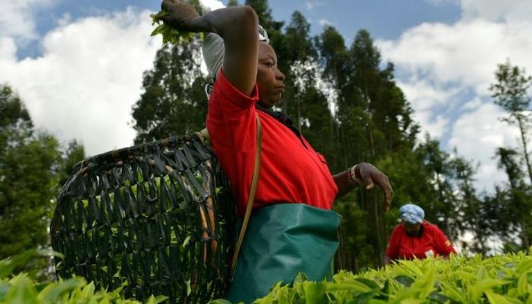 مصدرو الشاي في كينيا ينوّعون منتجاتهم لمواجهة انخفاض الأسعار