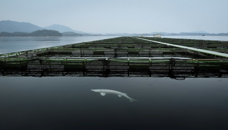 تربية سمك الحفش في بحيرة تشياندوا بمقاطعة تشيجيانغ في الصين - أ ف ب
