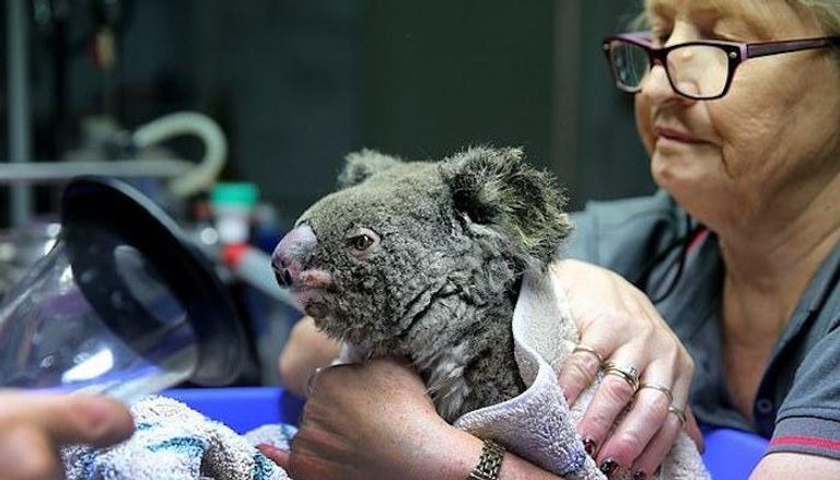 حرائق أستراليا.. مخاوف من انقراض الكوالا وجهود محلية لإنقاذها
