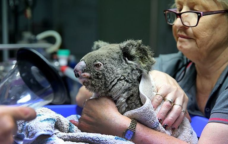 حرائق أستراليا.. مخاوف من انقراض الكوالا وجهود محلية لإنقاذها