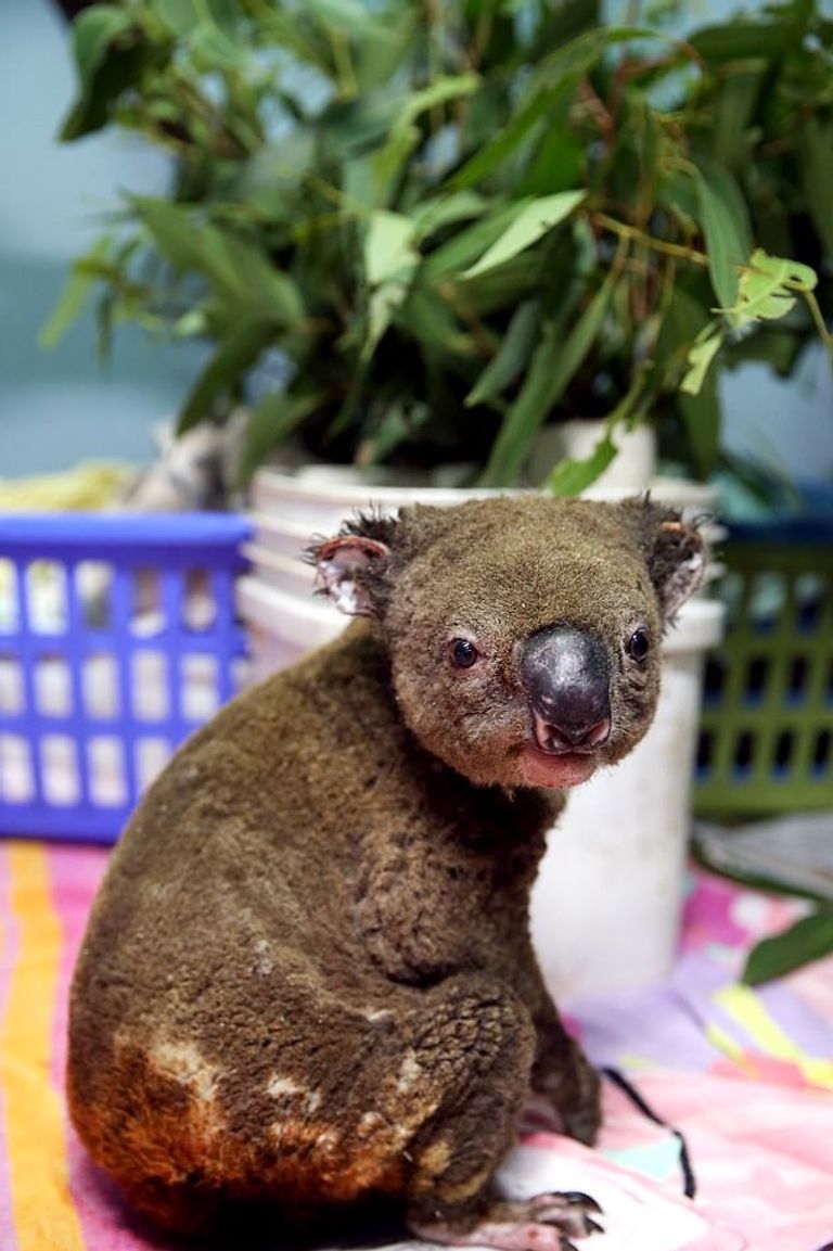 حرائق أستراليا.. مخاوف من انقراض الكوالا وجهود محلية لإنقاذها