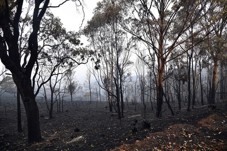 الحرائق التهمت غابات أستراليا بعد أشهر من اندلاعها