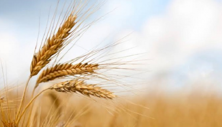 مصر لن تبلغ المساحة المستهدفة لزراعة القمح 