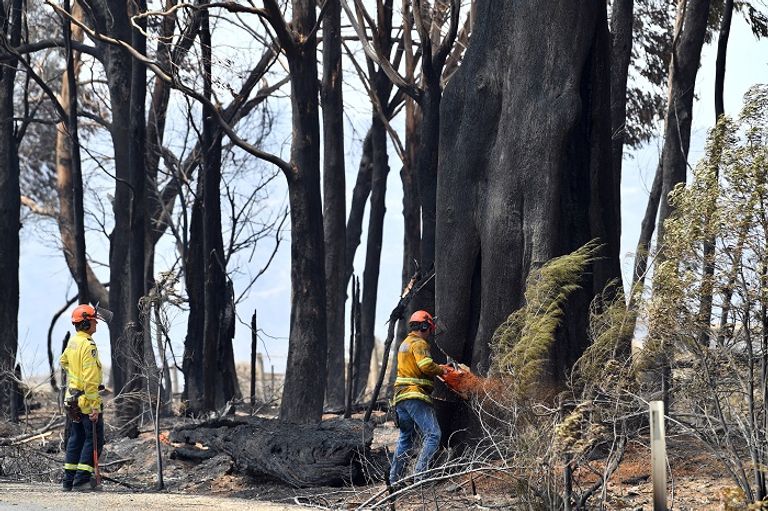 حرائق الغابات أسفرت عن خسائر بشرية ومادية