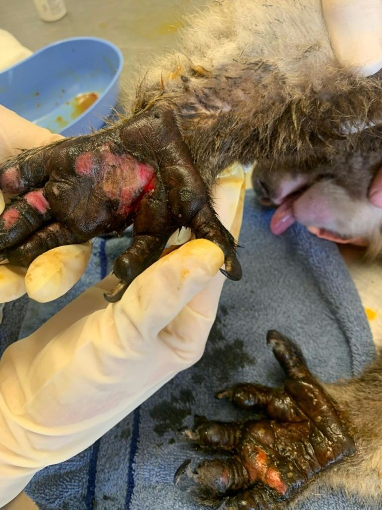 كنغر يتلقى العلاج بعد إنقاذه من الحرائق