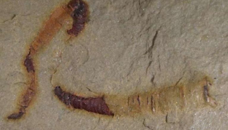 الحفرية المكتشفة في صحراء نيفادا 