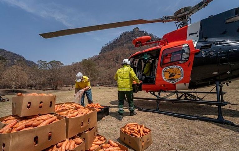 مروحيات تلقي البطاطا والجزر لإطعام مستعمرات الكنغر في أستراليا