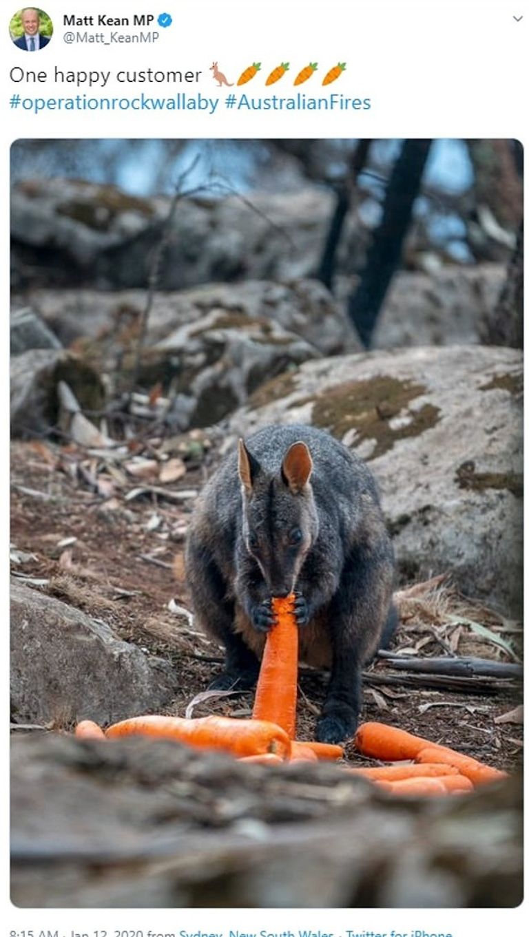 مروحيات تلقي البطاطا والجزر لإطعام مستعمرات الكنغر في أستراليا