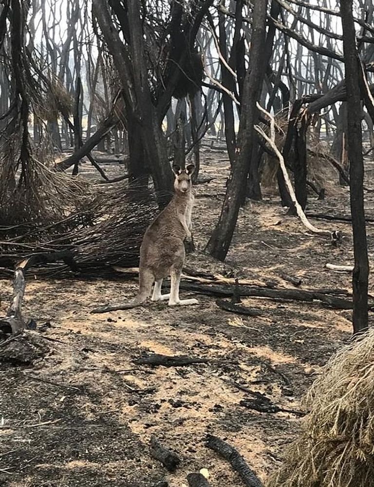 مروحيات تلقي البطاطا والجزر لإطعام مستعمرات الكنغر في أستراليا