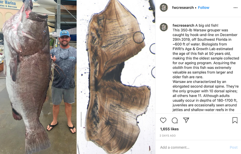 السمكة العملاقة