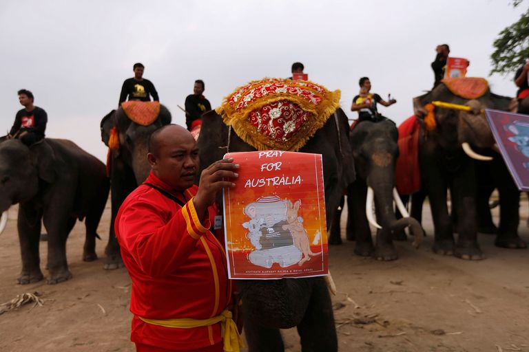 الفيلة وحراسها حملوا لافتات عليها صور ورسومات لحيوانات أستراليا