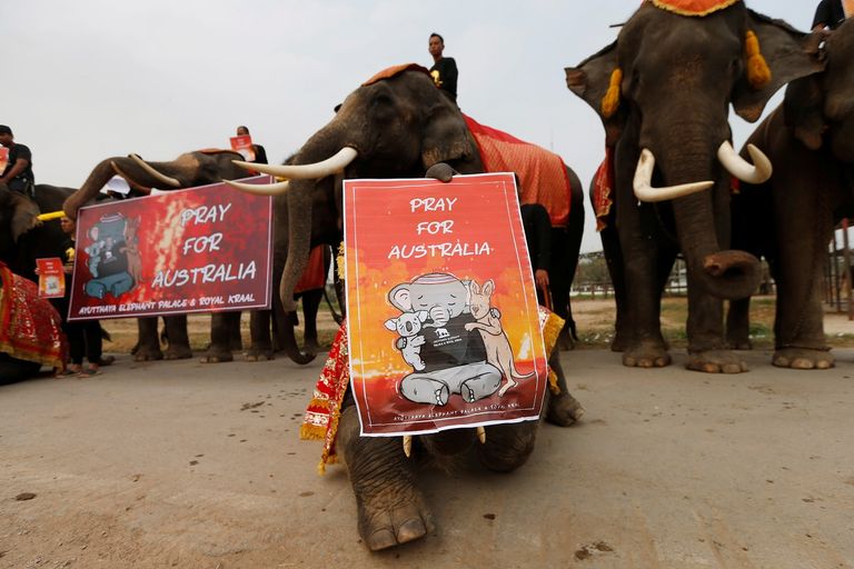 الفيلة وحراسها حملوا لافتات عليها صور ورسومات لحيوانات أستراليا