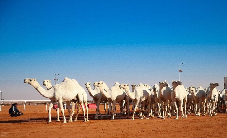 مهرجان الملك عبدالعزيز للإبل