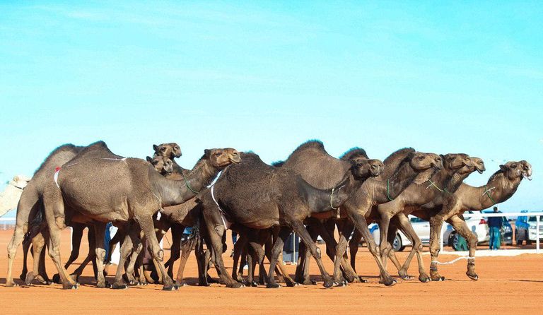 مهرجان الملك عبدالعزيز للإبل