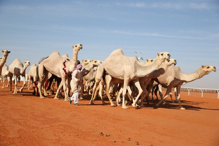 مهرجان الملك عبدالعزيز للإبل