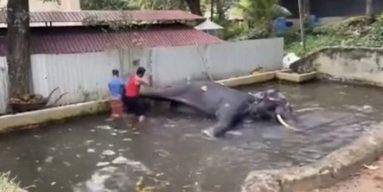 الحارس مستلقٍ على ظهر الفيل 